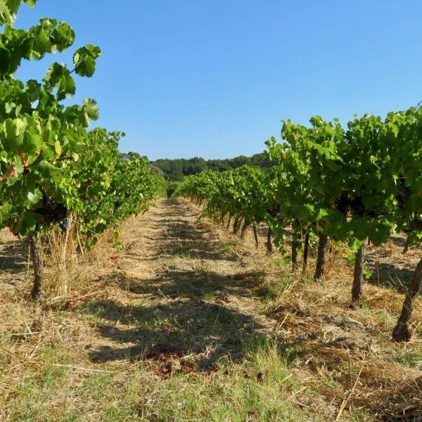 Bénédicte & Jean-Benoit Comor