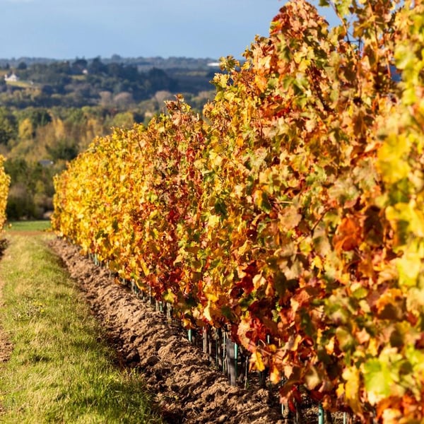 Bénédicte & Luc Briand