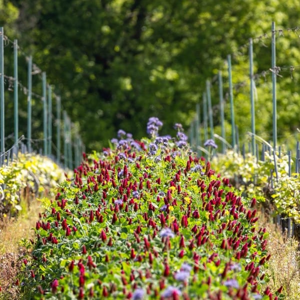 Bénédicte & Luc Briand