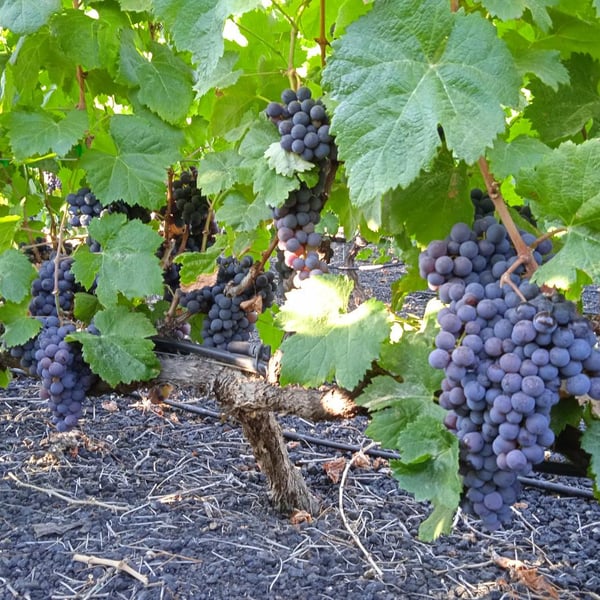 Bodega Hermanos Mesa - Fernando Mesa