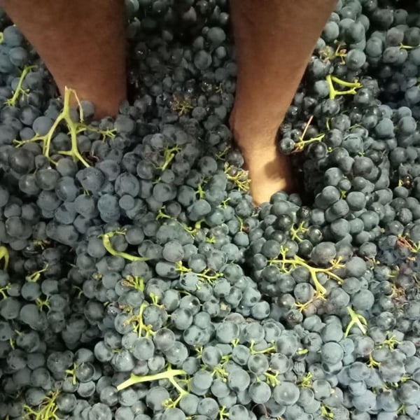 Bodega Hermanos Mesa - Fernando Mesa