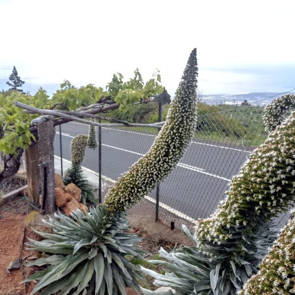 Bodega Hermanos Mesa - Fernando Mesa