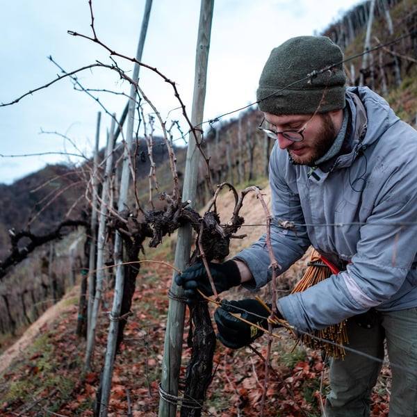Mongarda - Bruno & Martino Tormena