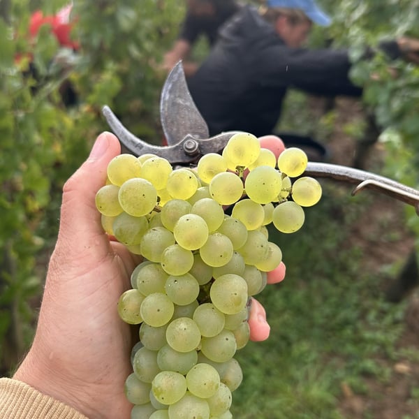 Domaine de l'Aubraine - Caroline & Thibaut Pariset