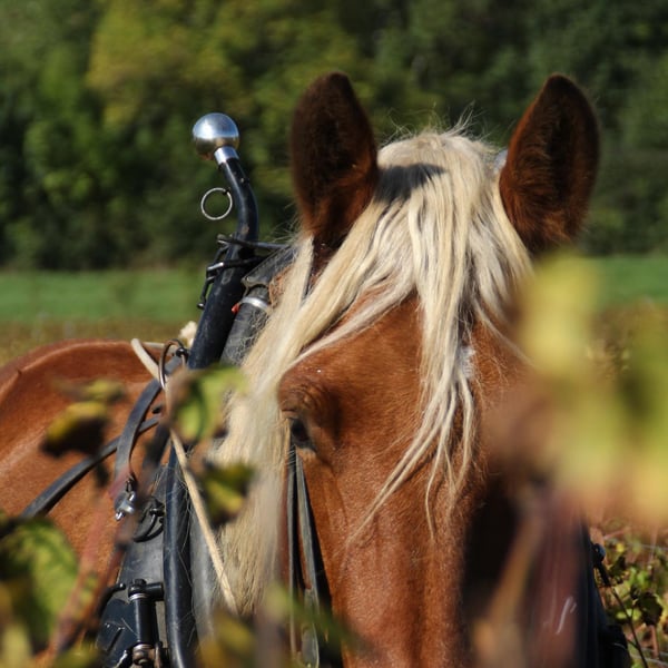 Domaine de l'Aubraine - Caroline & Thibaut Pariset