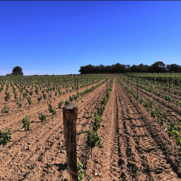 Christophe & Antoine Daviau