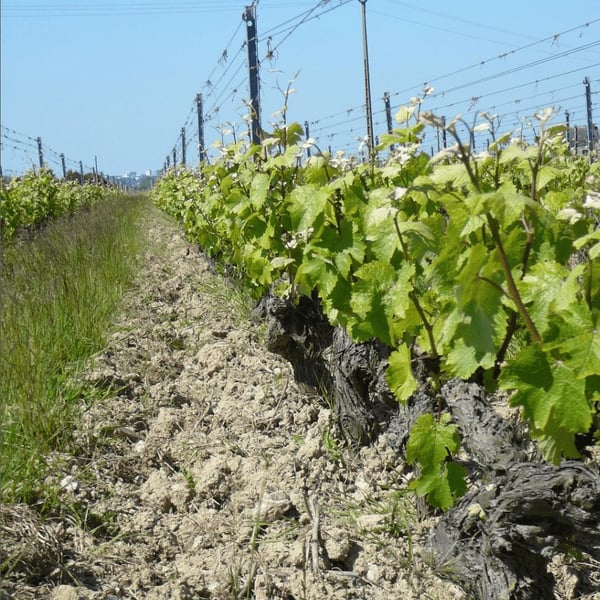 Christophe & Antoine Daviau