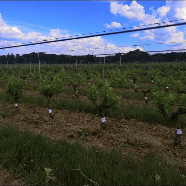 Christophe & Antoine Daviau