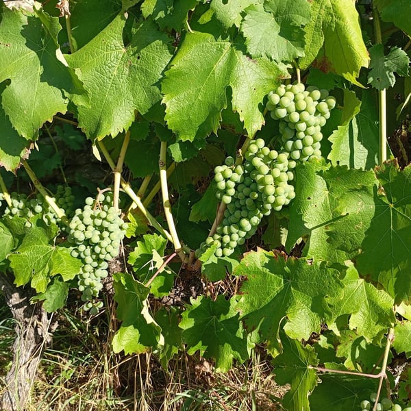 Coloane Silva Gabrielle