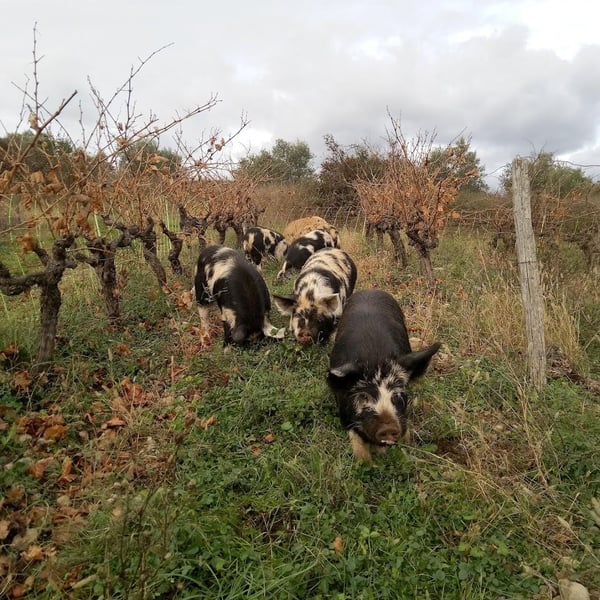 Coloane Silva Gabrielle