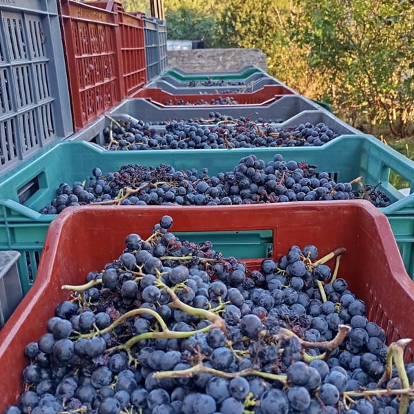 Coloane Silva Gabrielle