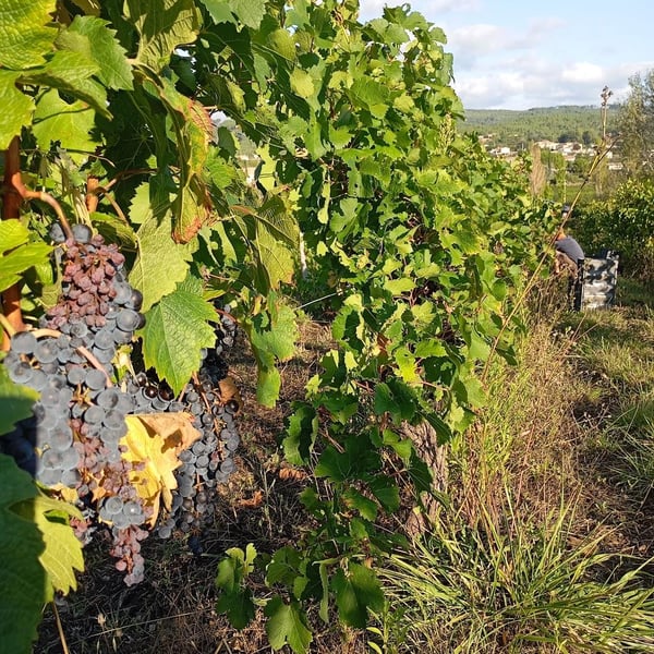 Coloane Gabrielle - Coloane Silva Gabrielle