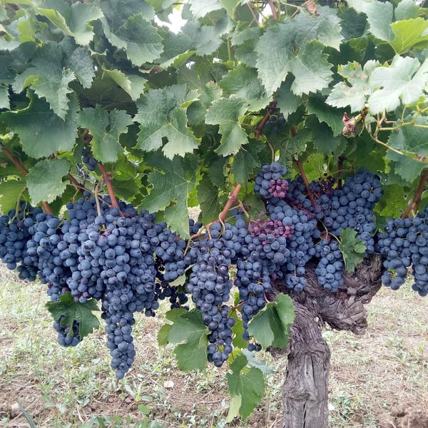 Coloane Gabrielle - Coloane Silva Gabrielle