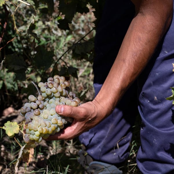 Cantina del Malandrino c/o Bagol'Area - Diego Bongiovanni