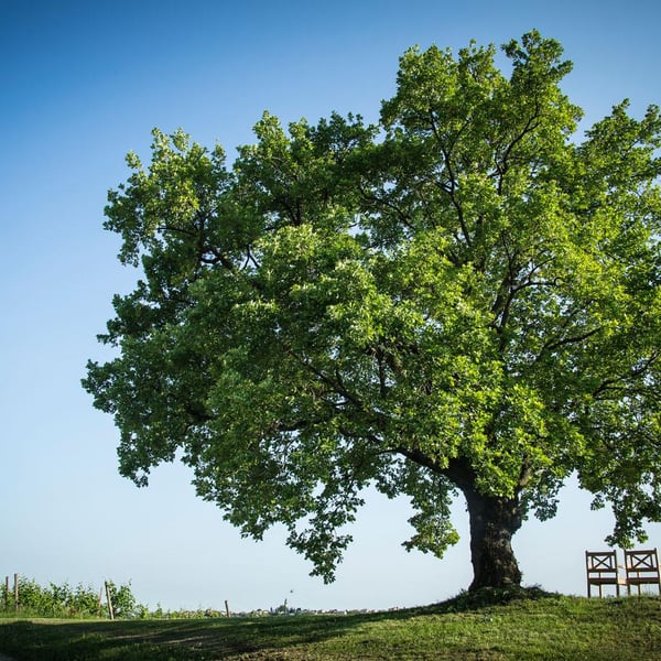 L'Antica Quercia - Claudio Francavilla