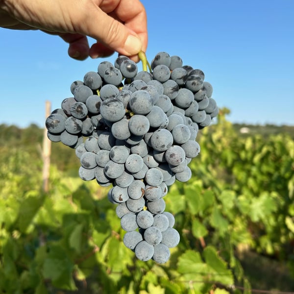 Emilio Fazio & Flaminia Schettini