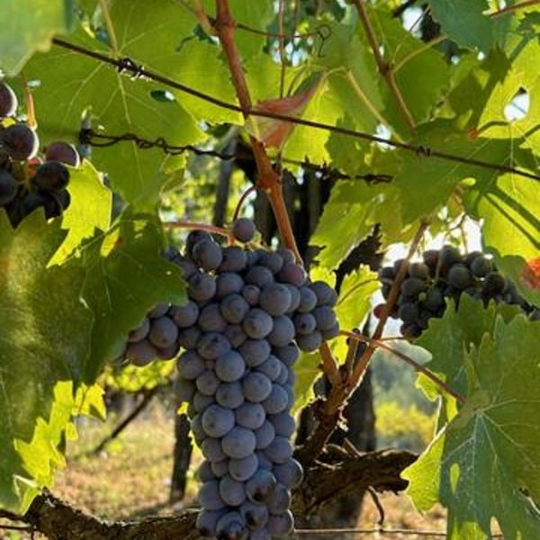 Emilio Fazio & Flaminia Schettini