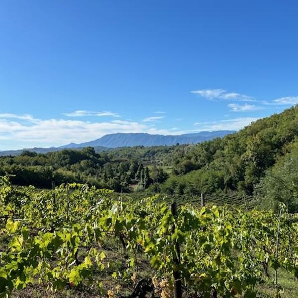 Agricola Fazio - Emilio Fazio & Flaminia Schettini