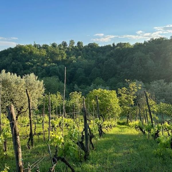 Agricola Fazio - Emilio Fazio & Flaminia Schettini