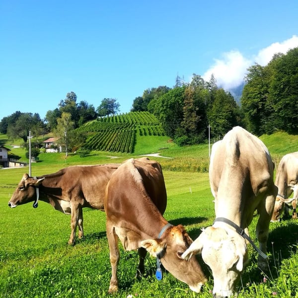 Filippo De Martin - Filippo De Martin