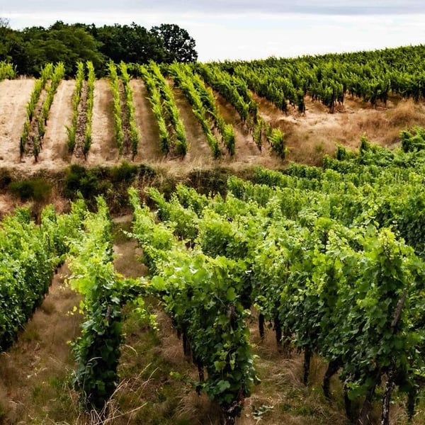 Florence Kachelhoffer