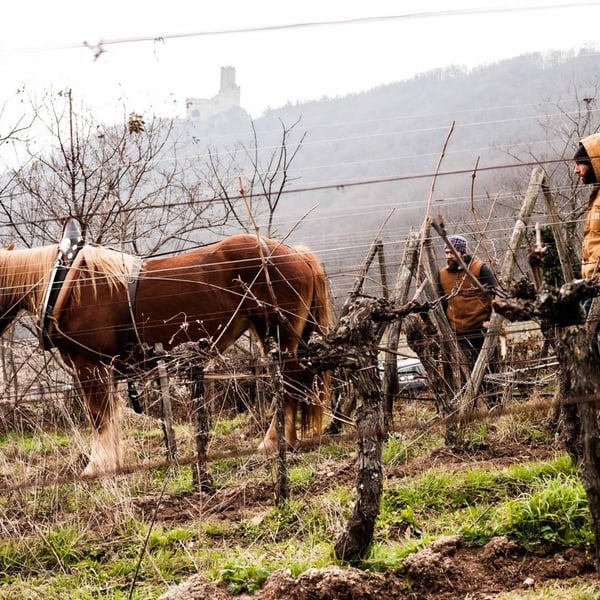 Florence Kachelhoffer