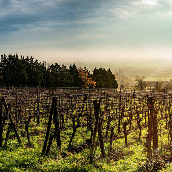 Domaine Exeterra - Florence Kachelhoffer