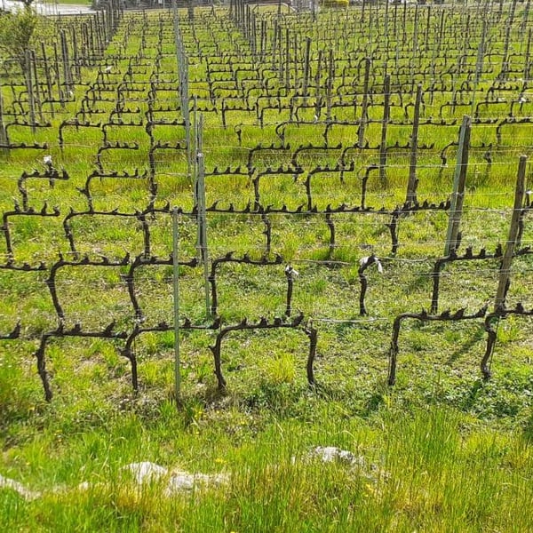 Fortunato Bressanelli