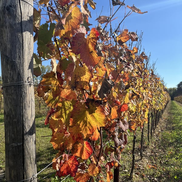 Sassocorno - Francesca Ius, Giuliano Poser, Stefano Poser