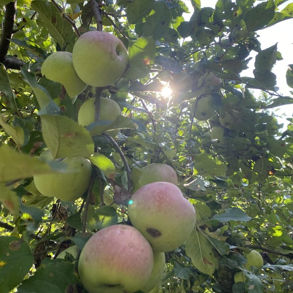 Spirito Agricolo Ballarin - Gianni & Cecilia Viberti