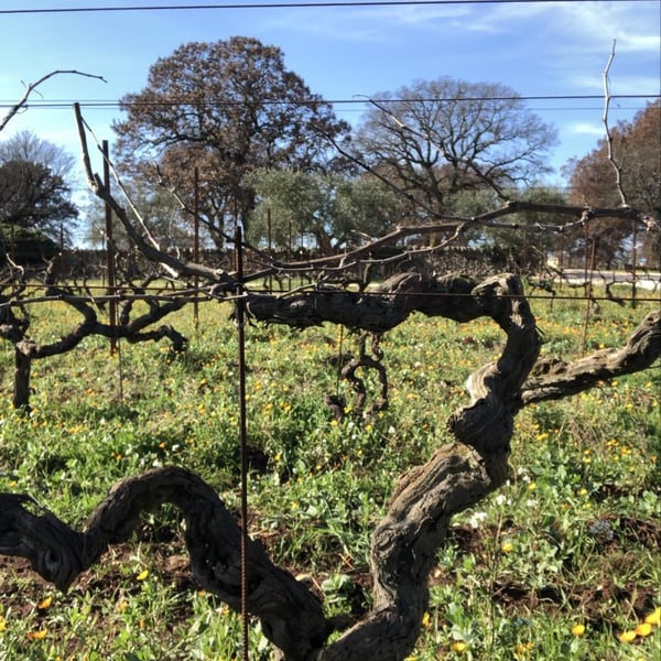 Emanuela Conversano & Giovanni Pugliese