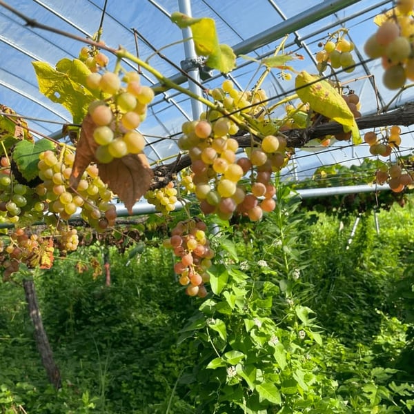 Ikka Wines - Ikka Wines