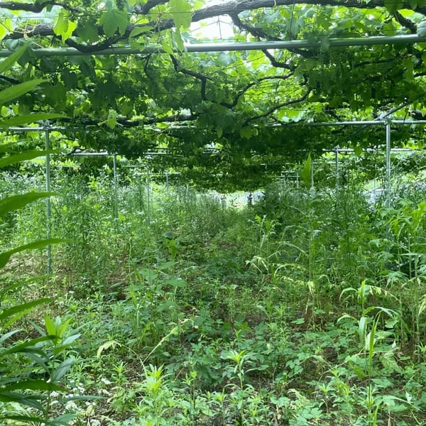 Ikka Wines - Ikka Wines