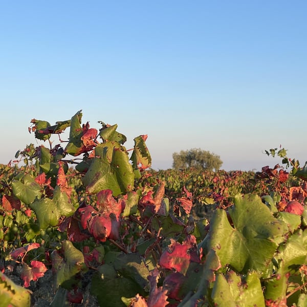 Organisons Nous - Iris Frauchiger & Vangelis Papaefthymiou