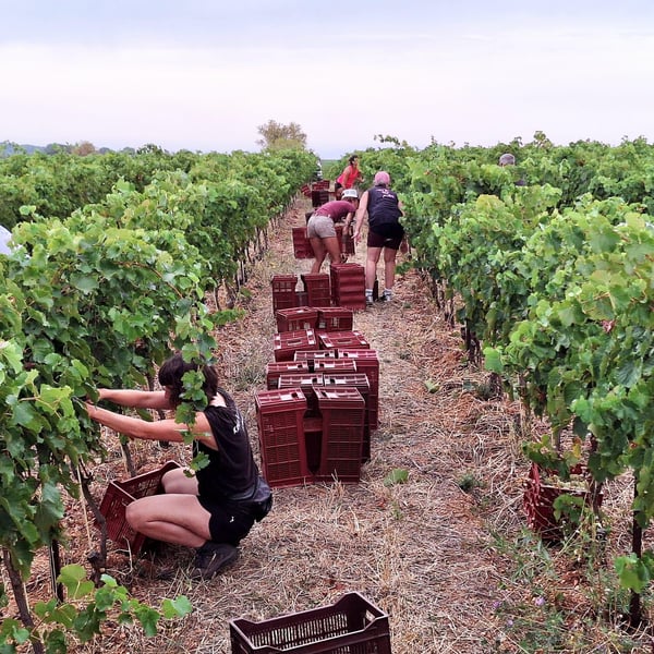 Organisons Nous - Iris Frauchiger & Vangelis Papaefthymiou