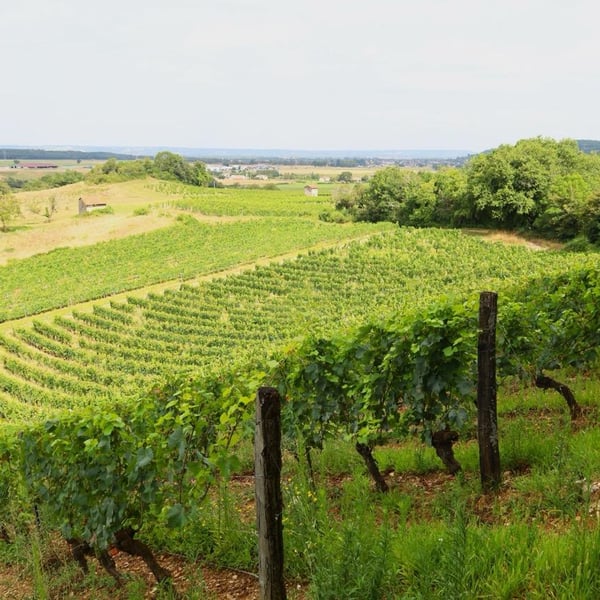 Jacques Bouchevreau Paysan Vigneron - Jacques Bouchevreau