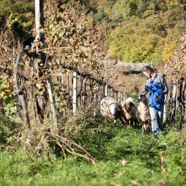 Andreas & Jakob Dichristin