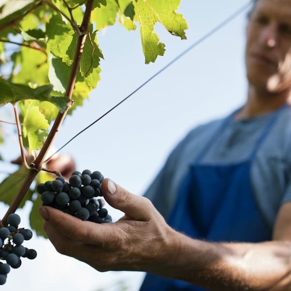Andreas & Jakob Dichristin
