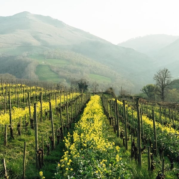 Joanes Haritschelhar