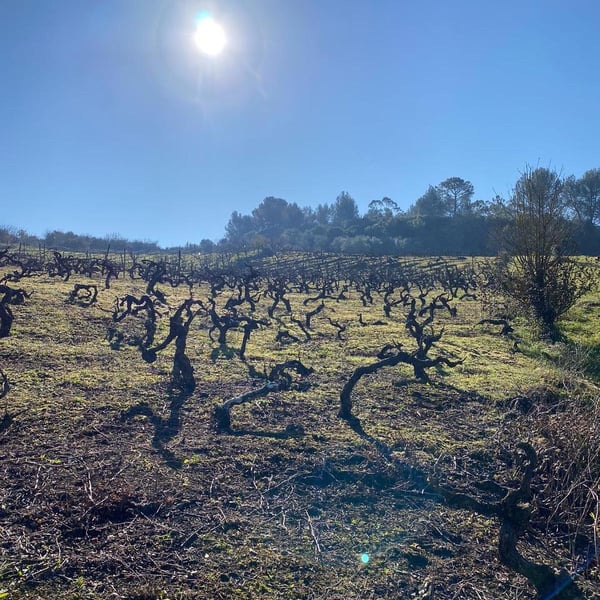 Chinado - João Tereso