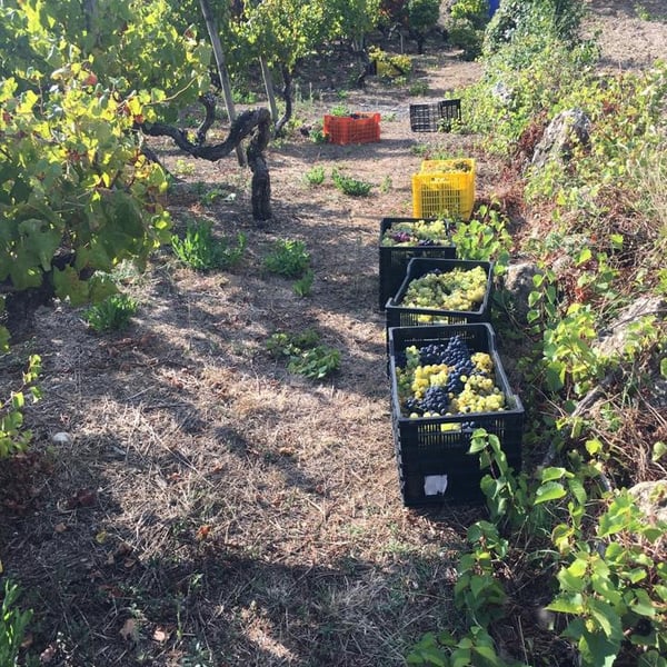Chinado - João Tereso