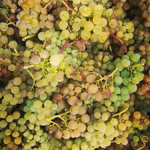 Chinado - João Tereso