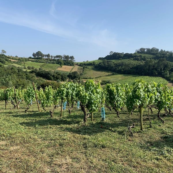 Chinado - João Tereso