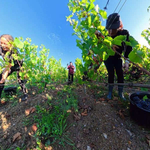 Julien Sunier - Julien Sunier