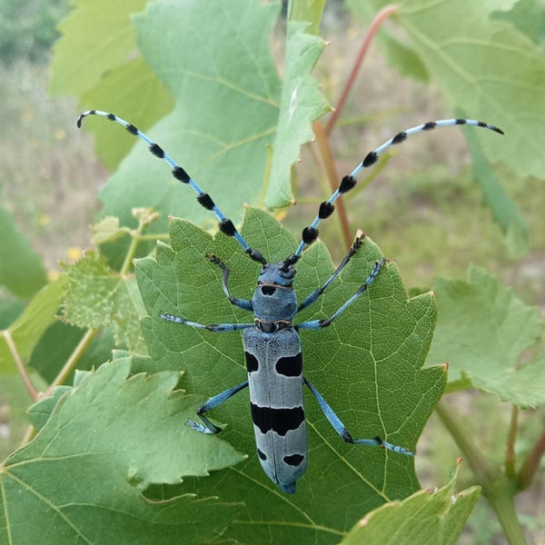 Domaine de La Marotte - Julie Thelen & Xavier Auboux