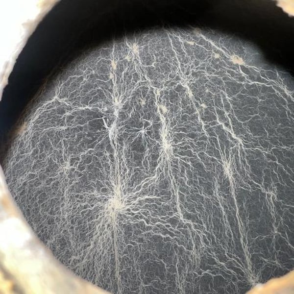 Kai Schätzel & Jule Eichblatt