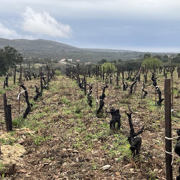 Eau De Souche - Lionel Gauby