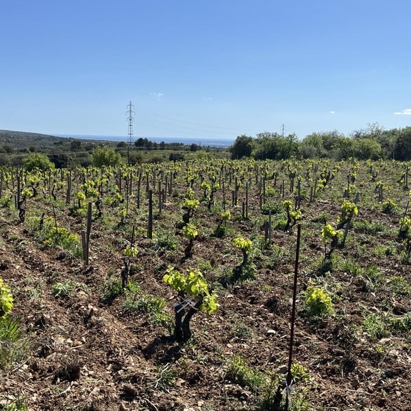 Eau De Souche - Lionel Gauby