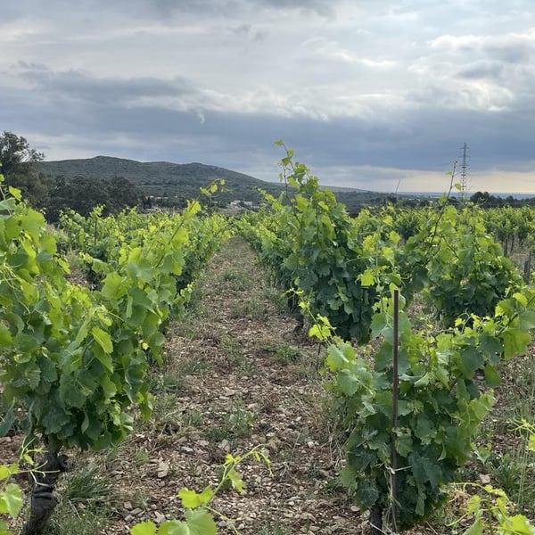 Eau De Souche - Lionel Gauby