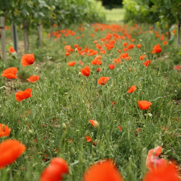 Ludivine & Vincent L'Amouller